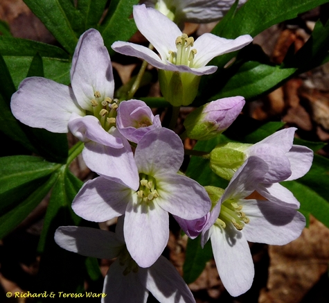 {Cardamine concatenata}